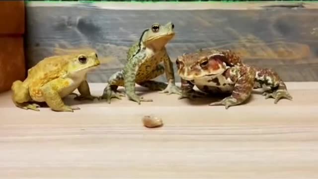 funny animal's