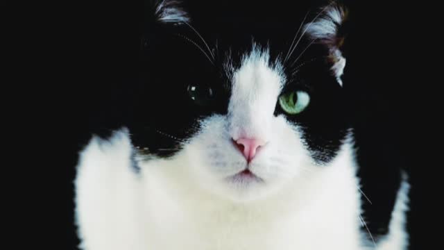 Cute Cat Video