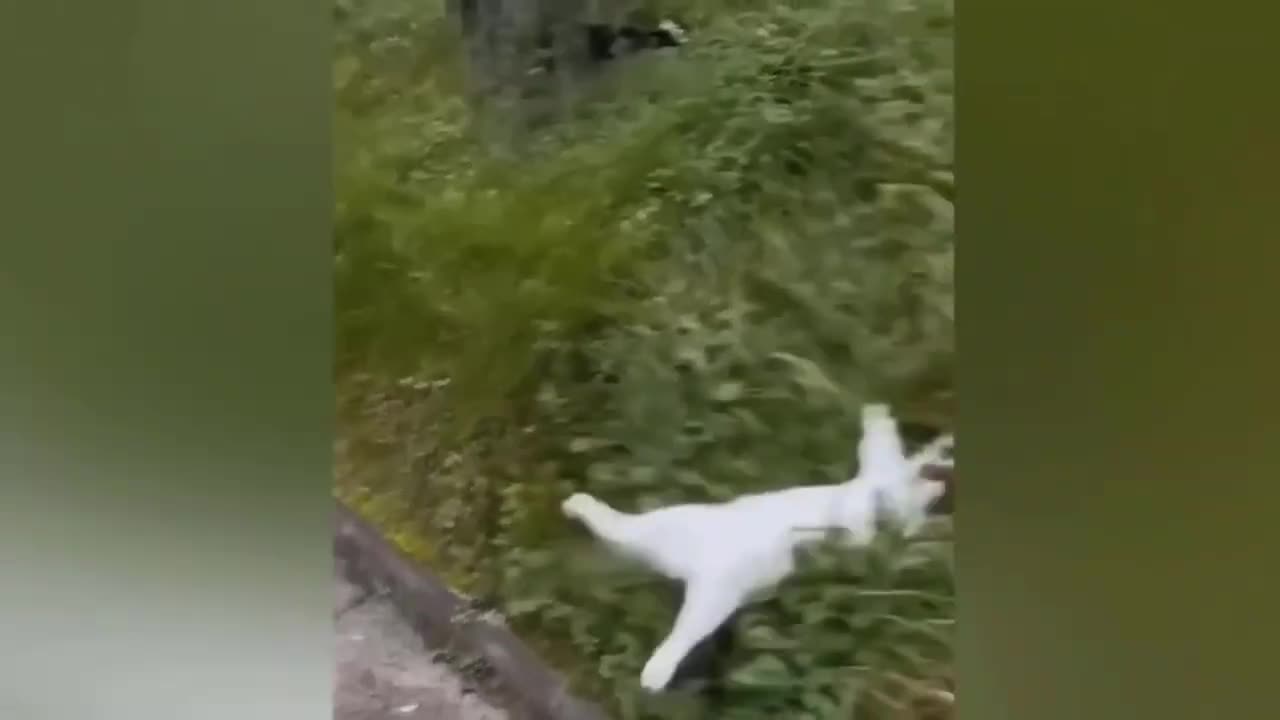 Funniest Dogs and Cats πΊπΆ Funny Animals 2023 π Part 17