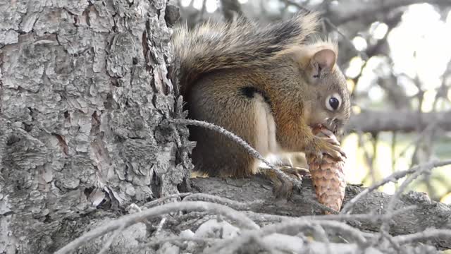 squirrel eats in front of his house