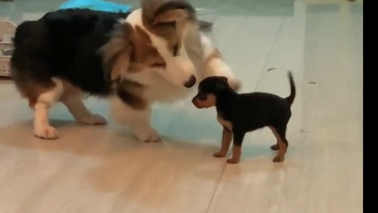 Funny and beautiful dog and puppies . A beautiful moment