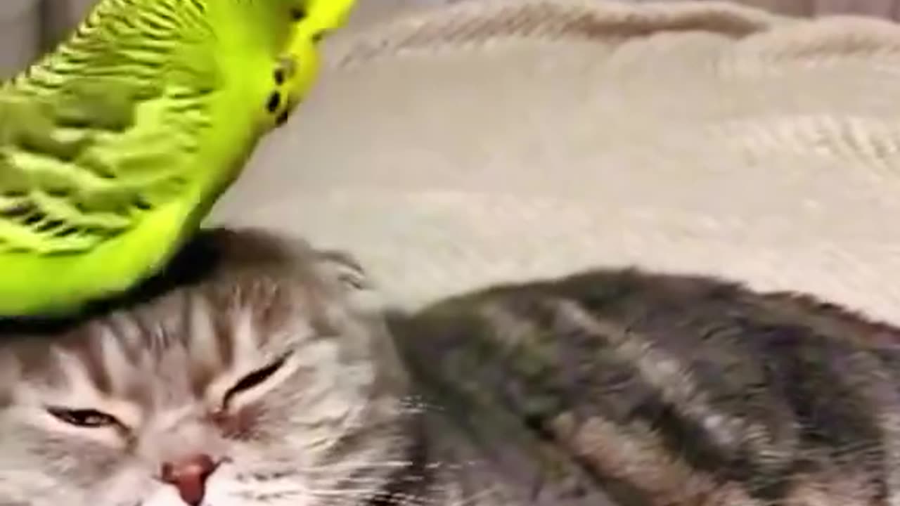 Cat and parrot funny video