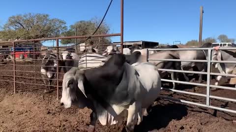 Los 10 Toros Más Grandes Del Mundo