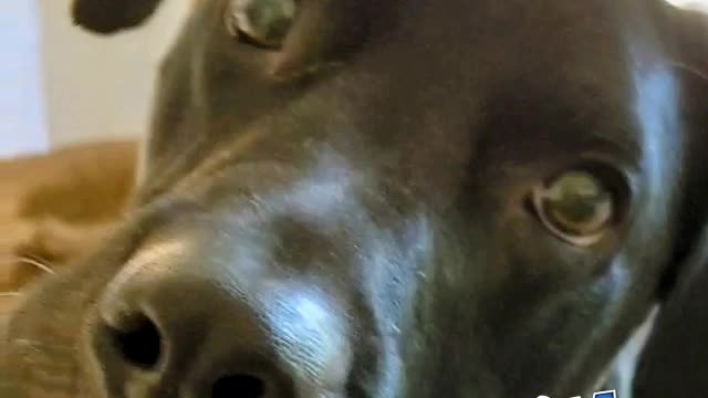 Beau the annoying K9