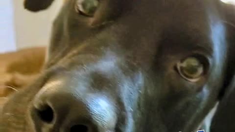 Beau the annoying K9