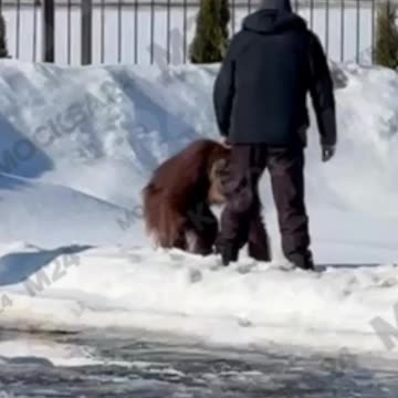 Ape no likes white cold stuff 🤣🤣