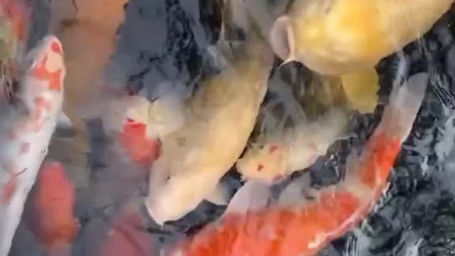 Beautiful fish video