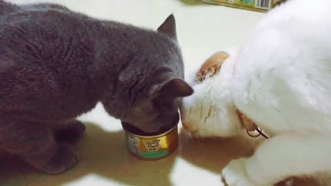 FUNNY CAT