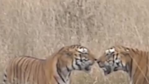 Tow tigers have a N** Moment
