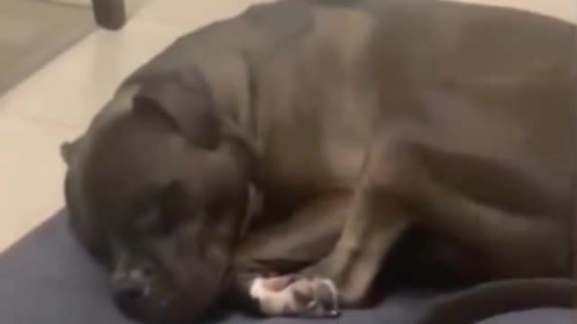 Dog barks during his dream . Funny video