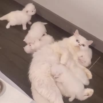 Cute cat|CatAndDogCute