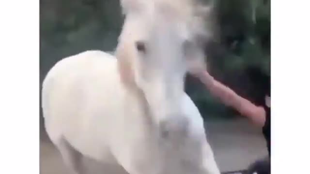 Food Time 🐎 Funny horse ride | viral tiktok video 2021