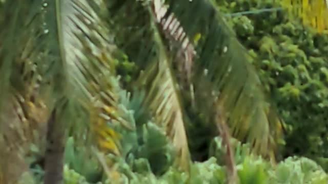 Jungle or not