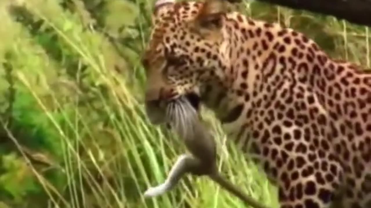Animal: Jaguar snatches a monkey out of the air