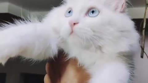 Cute and funny cat video.
