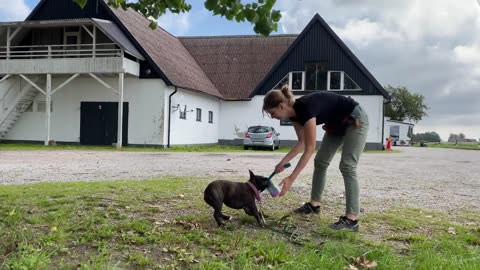 Teaching a dog to release a toy on cue