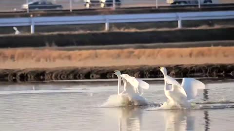 Swan landing on the water