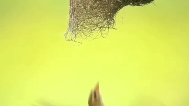 The process of entry and exit of a bird into a vertically located house .