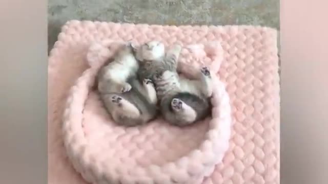 Cute and inteligent video