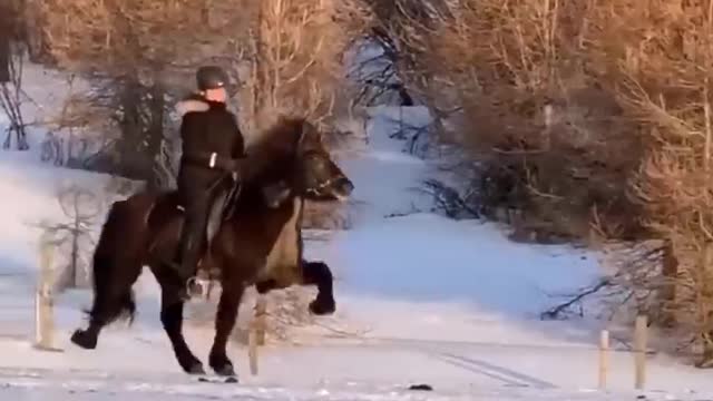 Horse SOO Cute! Cute And funny horse Videos Compilation cute moment