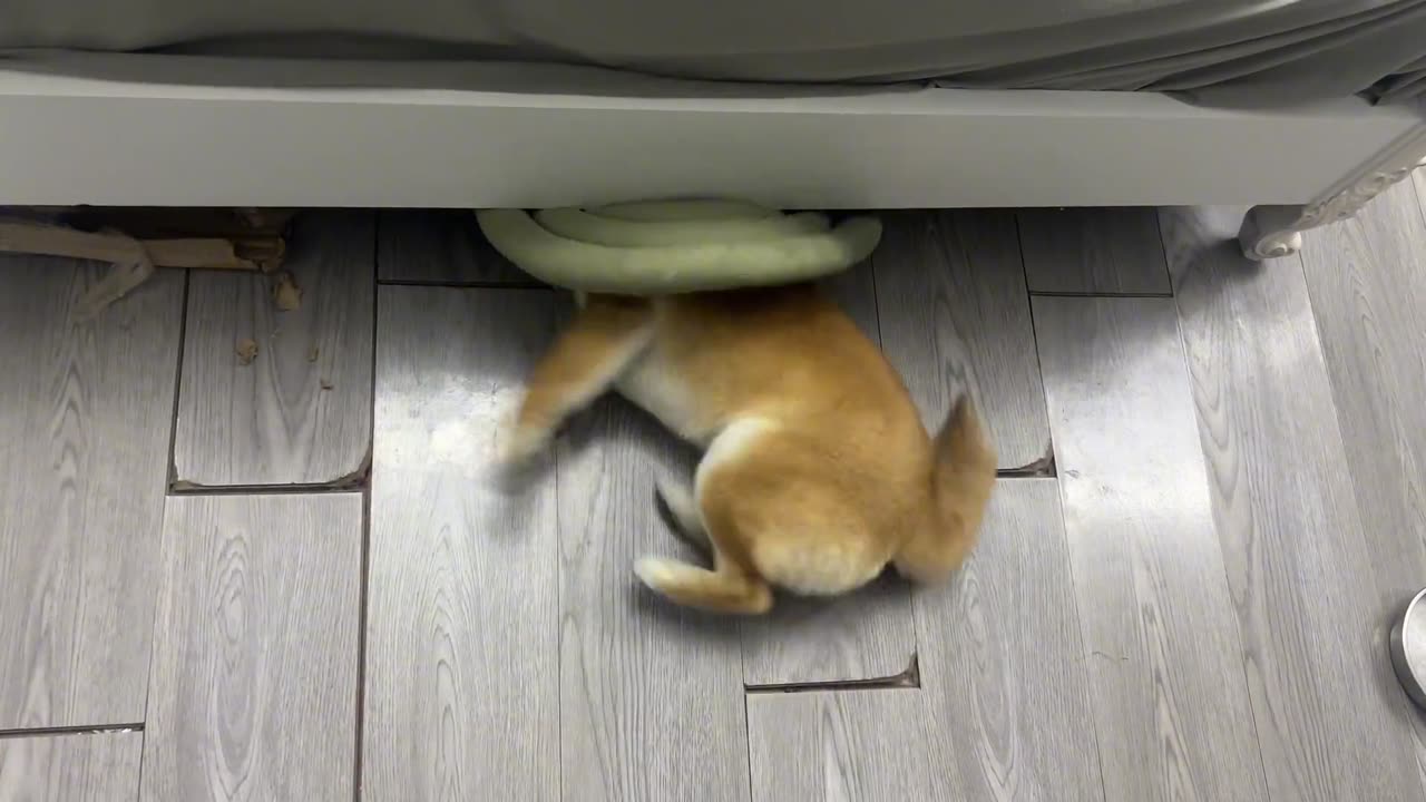 My stupid dog