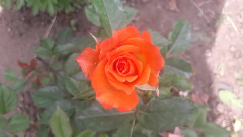 Little rose