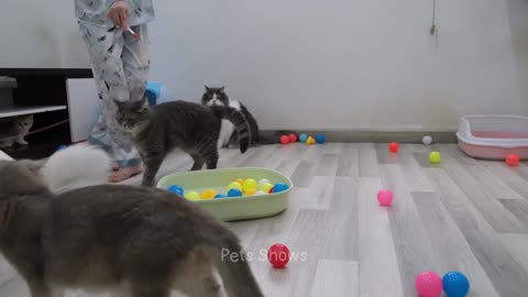Try Not To Laugh 😅 Funniest Cats and Dogs 2023 😹🐶 Part 5