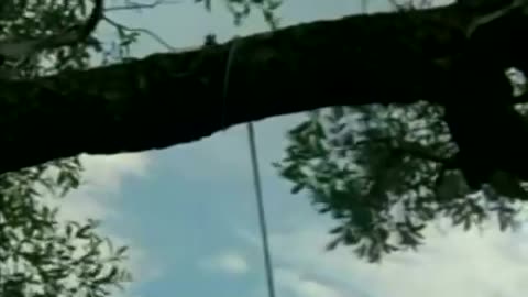 Land Rover Stuck In The Tree Scene From The Gods Must Be Crazy