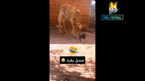 Funny clips