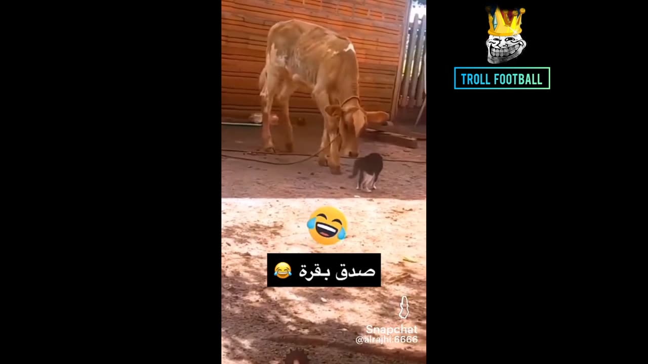 Funny clips