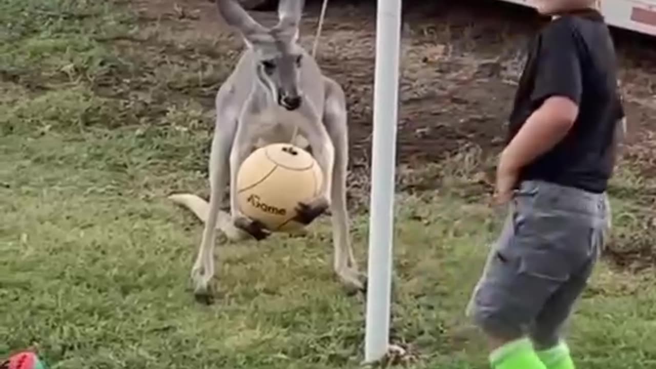 a kangaroo paly with ball
