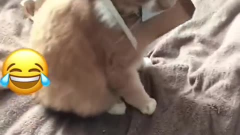 Funny Animals Rumble compilation 2023 - New Funny Animals 😂 Funniest Cats and Dogs Videos 😺🐶