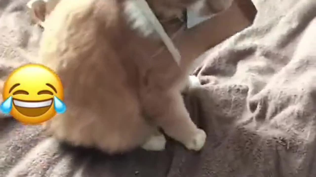 Funny Animals Rumble compilation 2023 - New Funny Animals π Funniest Cats and Dogs Videos πΊπΆ