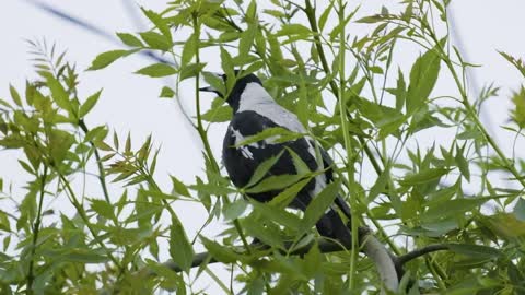 XT-3 slow-motion of a honeyeater and magpie