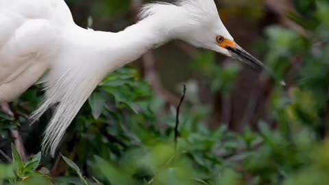 Nature loves animals birds || ❤