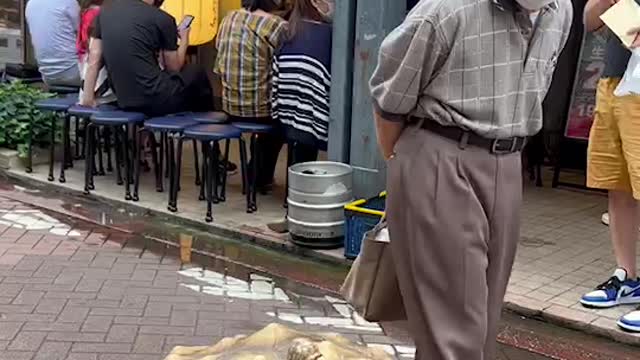 Man Walking His Tortoise, Bon