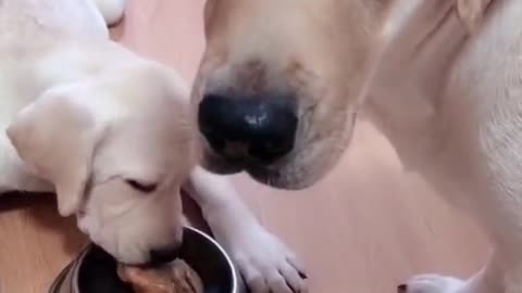 mum dog doesn't like her pup being teased with food