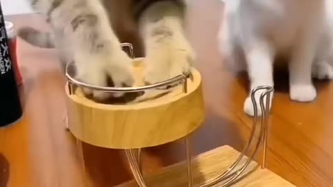 Funny And Cute Cats (Short Video)