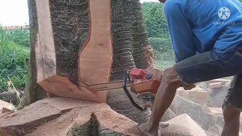 THE CHAINSAW IS STOPPED ON THE TREE, THE TREE DOESN'T WANT TO COLLAPSE
