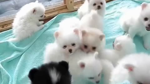 Lots of cute dogs..