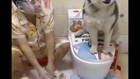 Husky dog funny video