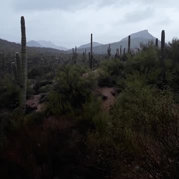 A rainy day on Hwy 87 heading back to Phx but stopped to see cactuses. 23