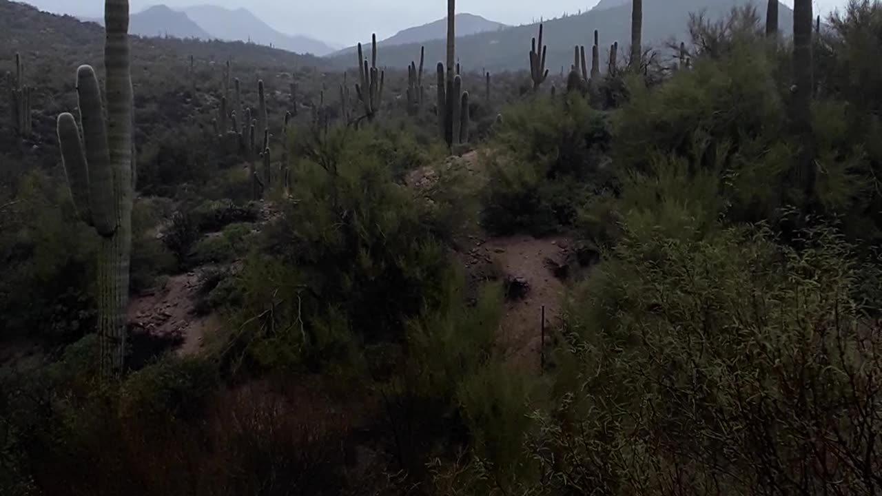 A rainy day on Hwy 87 heading back to Phx but stopped to see cactuses. 23