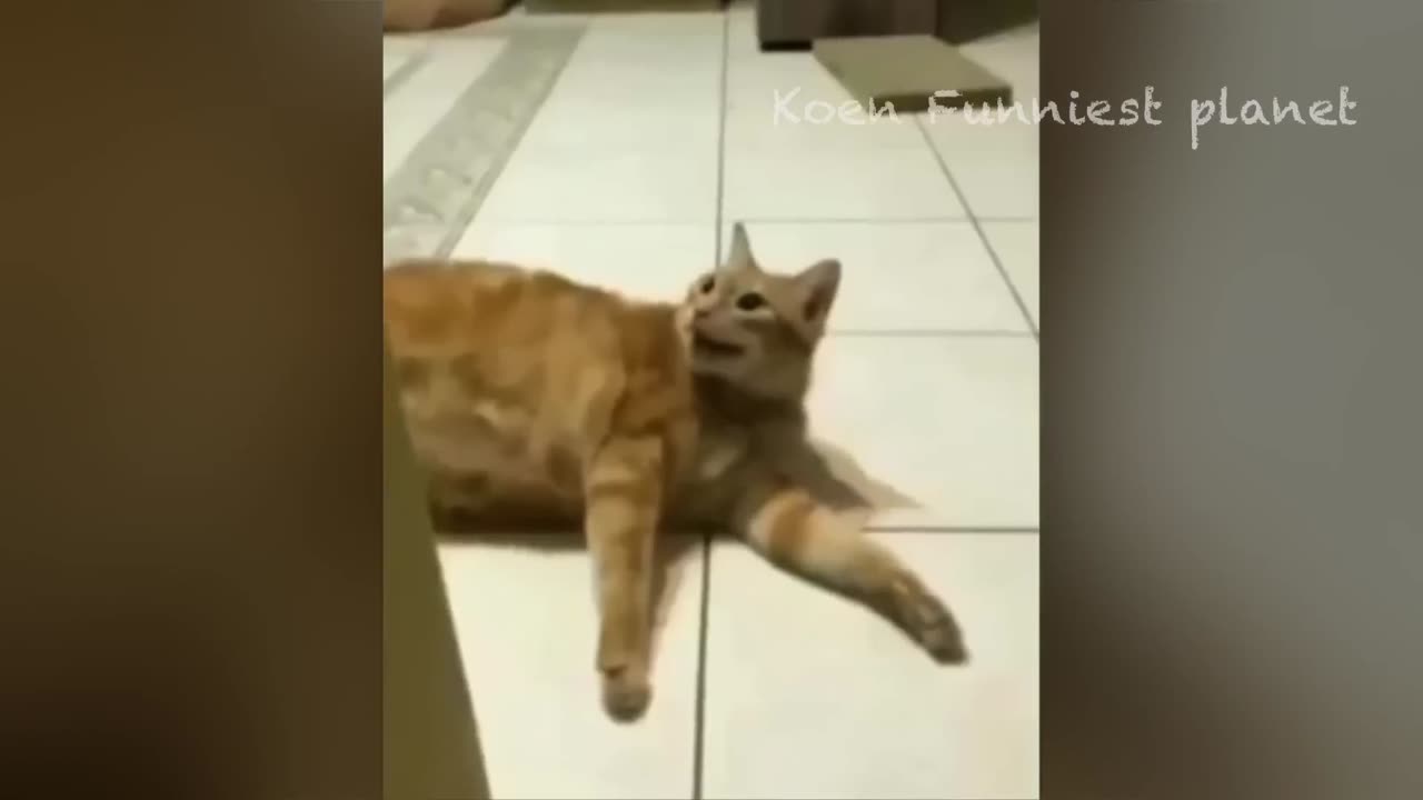 Funniest Videos of Dogs and Cats.