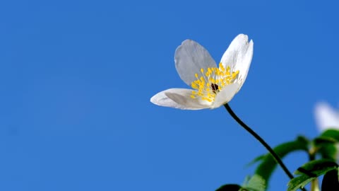 Wood Anemone