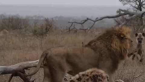 Hyena Vs Lion Fight | Animal fight