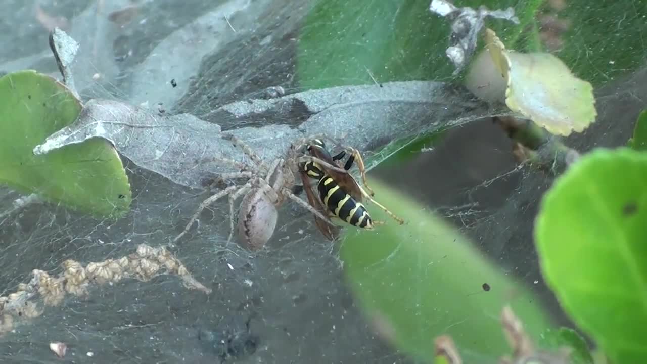 Epic Spider Attacking Bee and Fly - Fatality!!!