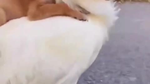 #Very Cute Dog#Riding Hen II# Cute Dog