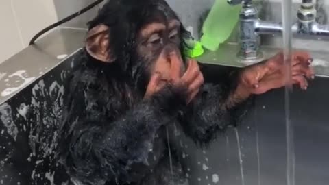 Monkey hygiene