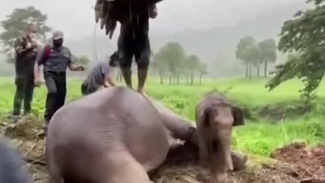 Amazing Rescue 🐘😲